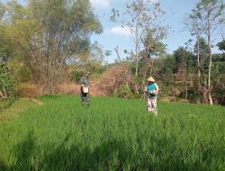 Aktif Lakukan Pendampingan, Babinsa Kodim Ponorogo Bantu Petani Pupuk Tanaman Padi